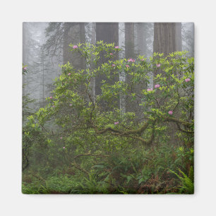Aimant Rhododendron in Redwood National Park California