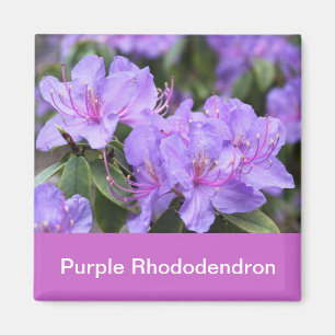Aimant rhododendron pourpre