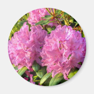Aimant Rhododendron rose II