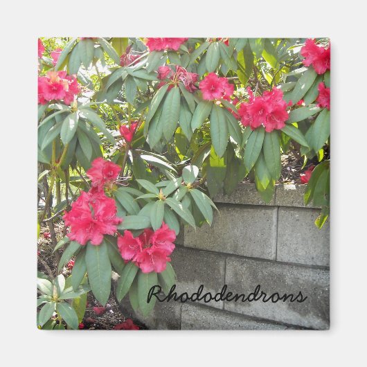 Aimant Rhododendrons rouges (Devant)