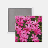 Aimant Rhodohypoxis / Etoile rouge / Rosy Posy (Recto/Verso)