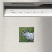 Aimant Rinder dans l'aimant de la Laponie (In Situ (Lave-vaisselle))