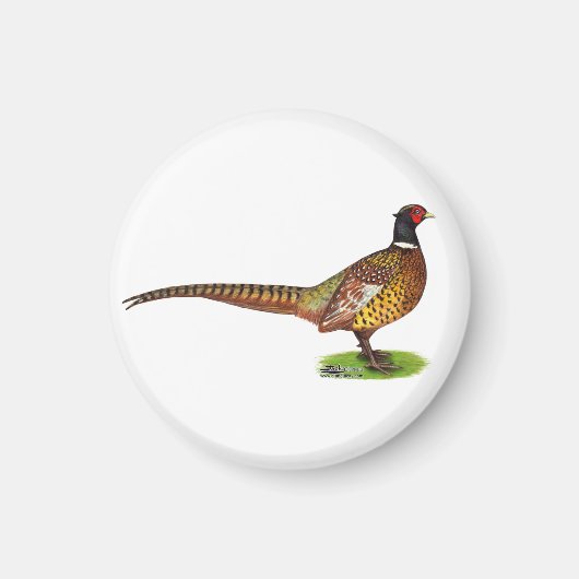 Aimant Ringneck Pheasant Rooster (Devant)