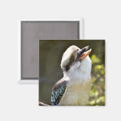 Aimant Rire Kookaburra perché sur la succursale Postcard  (Recto/Verso)