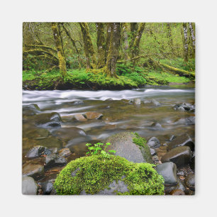 Aimant Rivière dans la forêt verte, Oregon