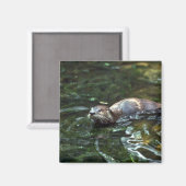 Aimant Rivière Otter (Recto/Verso)