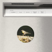 Aimant Robin (In Situ (Lave-vaisselle))