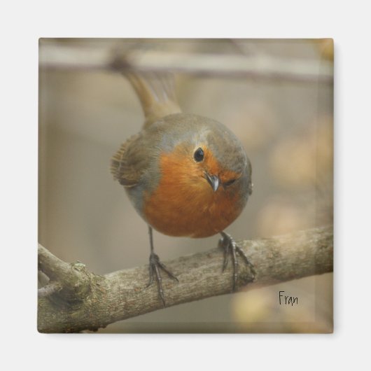 Aimant robin (Devant)