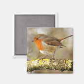 Aimant Robin (Recto/Verso)