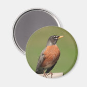 Aimant Robin américain (Recto/Verso)