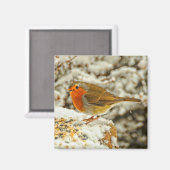 Aimant Robin de Noël dans la neige en Écosse (Recto/Verso)