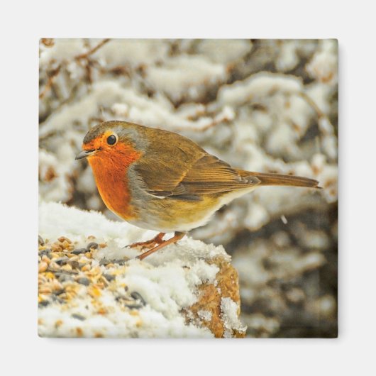 Aimant Robin de Noël dans la neige en Écosse (Devant)