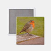 Aimant Robin de ressort (Recto/Verso)