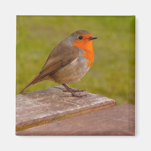 Aimant Robin de ressort (Devant)