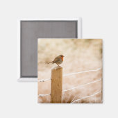 Aimant Robin d'hiver Redsein (Recto/Verso)