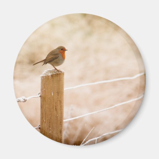 Aimant Robin d'hiver Redsein (Devant)