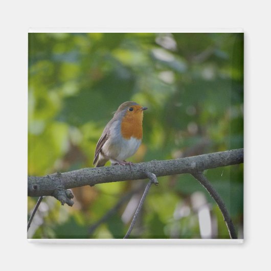 Aimant Robin en spirale. (Devant)