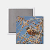 Aimant Robin parmi les baies (Recto/Verso)