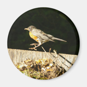 Aimant Robin Rouge Bobbin