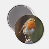 Aimant Robin sur l'aimant Post (Recto/Verso)
