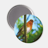 AIMANT ROBINS (Recto/Verso)