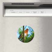 AIMANT ROBINS (In Situ (Lave-vaisselle))