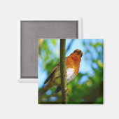 AIMANT ROBINS (Recto/Verso)