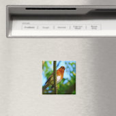 AIMANT ROBINS (In Situ (Lave-vaisselle))
