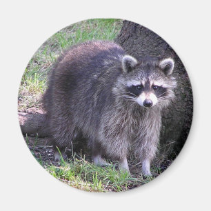 Aimant Rocheux le raton laveur