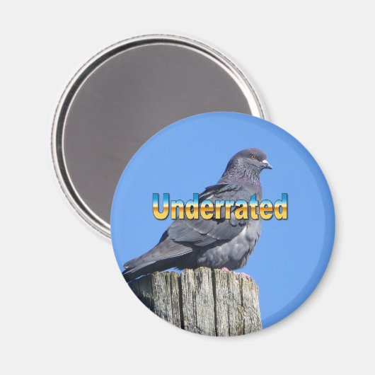 Aimant Rock Dove Pigeon (Recto/Verso)