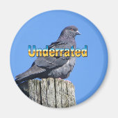 Aimant Rock Dove Pigeon (Devant)