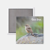 Aimant Rock Wren (Recto/Verso)