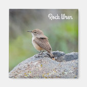 Aimant Rock Wren (Devant)