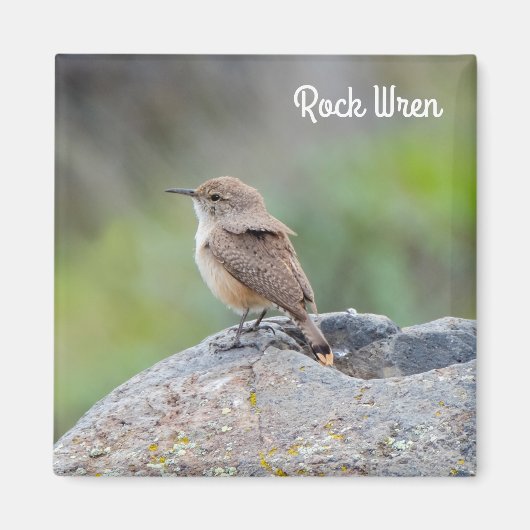 Aimant Rock Wren (Devant)