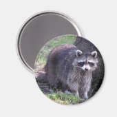 Aimant Rocky le Raccoon (Recto/Verso)