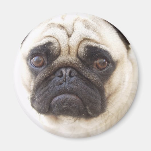 Aimant rond carlin chien (Devant)
