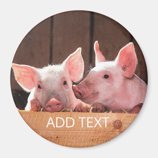 Aimant rond cochons (Devant)