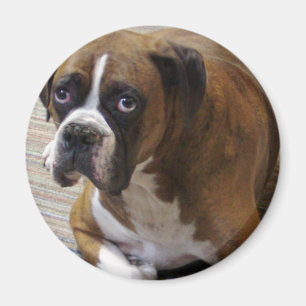 Aimant rond de chien de boxeur