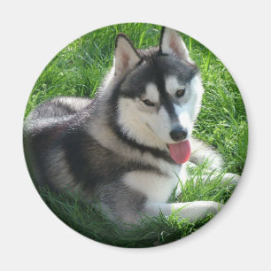 Aimant rond de chien de chien de traîneau sibéri