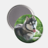 Aimant rond de Chien Husky Sibérien (Recto/Verso)