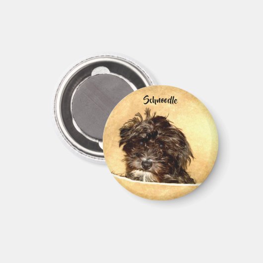 Aimant rond de chien Schnoodle (Recto/Verso)