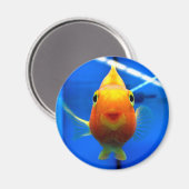 Aimant rond de poisson rouge souriant (Recto/Verso)