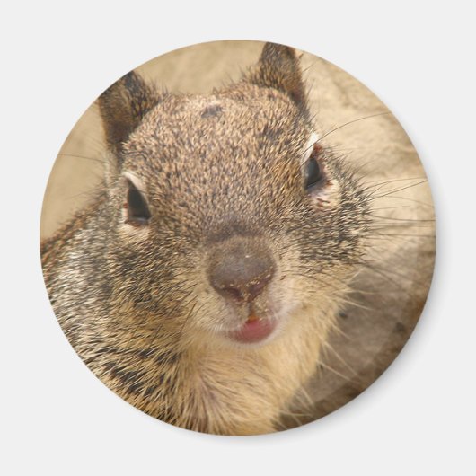 Aimant rond d'écureuil souriant (Devant)