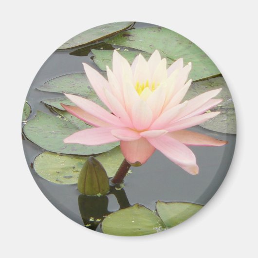 Aimant rond Lily d'eau rose clair (Devant)
