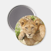 Aimant ROND Lion Cub (Recto/Verso)