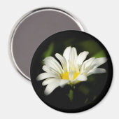Aimant rond Oxeye Daisy (Recto/Verso)