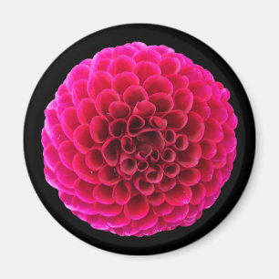 Aimant Rond pour Réfrigérateur Fleur de Dahlia Ros