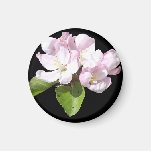 Aimant rond pour réfrigérateur Fleur de pommier de (Devant)