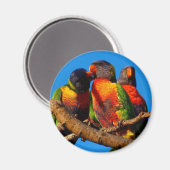 Aimant rond Rainbow Lorikeet (Recto/Verso)