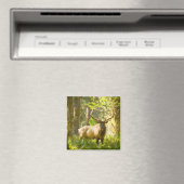 Aimant Roosevelt Elk | Parc National Olympique, Washingto (In Situ (Lave-vaisselle))